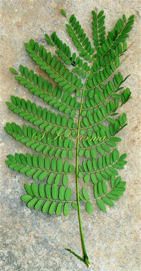  Leaf